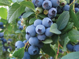 Borówka Amerykańska 'Vaccinium corymbasum'BERKLEY