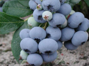 Borówka Amerykańska 'Vaccinium corymbasum'BLUECROP