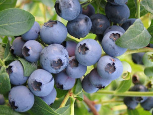 Borówka Amerykańska 'Vaccinium corymbasum'BONIFACY