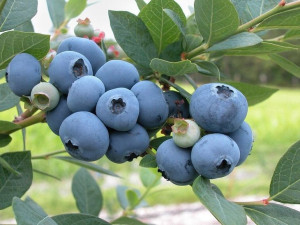 Borówka Amerykańska 'Vaccinium corymbasum'CHIPEEWA