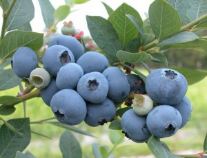 Borówka Amerykańska 'Vaccinium corymbasum'ELIOT