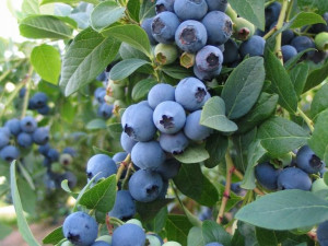 Borówka Amerykańska 'Vaccinium corymbasum'LATEBLUE