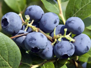 Borówka Amerykańska'Vaccinium corymbasum'EARLIBLUE