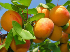Brzoskwinia karłowa Prunus persica 'Harco'