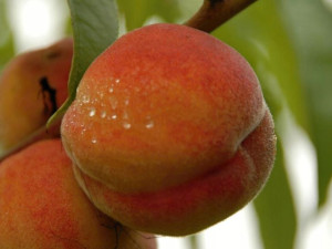 Brzoskwinia karłowa Prunus persica 'Harnaś'