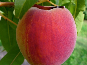 Brzoskwinia karłowa Prunus persica 'Inka'