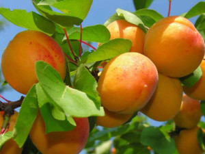 Brzoskwinia karłowa Prunus persica HARCO