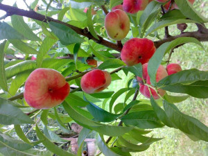 Brzoskwinia karłowa Prunus persica SATURN
