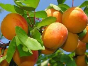 Brzoskwinia Prunus persica 'Harco' KARŁOWA