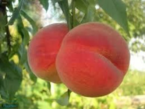 Brzoskwinia Prunus persica 'Iskra' KARŁOWA