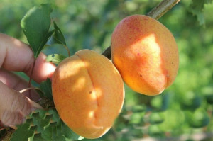 Brzoskwinia Prunus persica 'Reliance' KARŁOWA