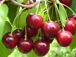 Czereśnia ,Prunus avium' karłowa HEDELFIŃSKA