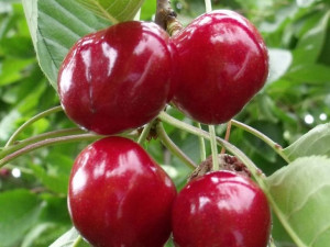 Czereśnia ,Prunus avium' karłowa NAPOLEON