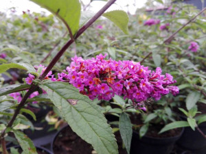 Budleja 'Buddleja davidii' BORDER BEAUTY