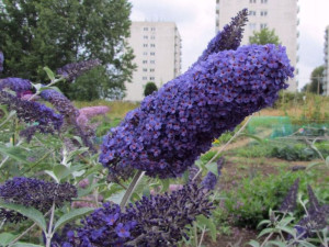 Budleja 'Buddleja davidii' DART'S PAPILON