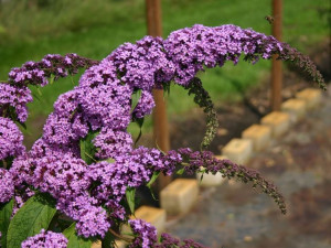 Budleja 'Buddleja davidii' PURPLE PRINCE