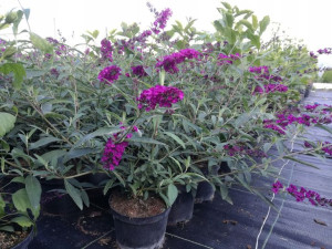 Budleja Dawida BORDER BEAUTY -- NR 154a