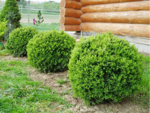 Bukszpan 'Buxus sempervirens' ŁADNE SADZONKI