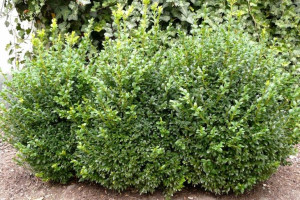 Bukszpan Buxus sempervirens do formowania