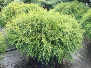 Cyprys 'Cupressus' SUNGOLD /2-let