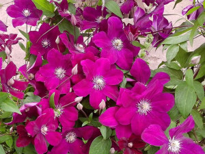 Clematis, ERNEST MARKHAM
