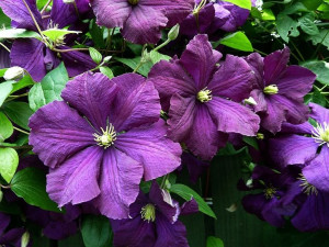 Clematis, ETOILE VIOLETTE
