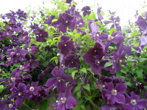 Clematis, JACKMANII