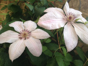 Clematis, JAN PAWEŁ II