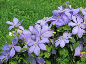 Clematis, JUSTA