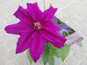 Clematis, KACPER