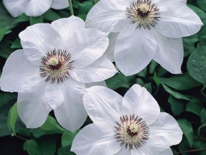 Clematis, MISS BATEMAN