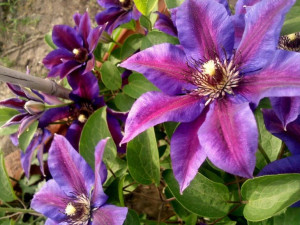 Clematis, MR'S N. THOMPSON