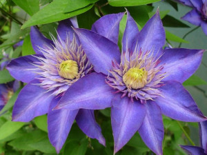 Clematis, MULTI BLUE