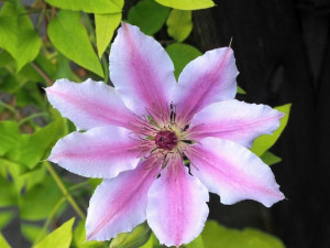 Clematis, NELLY MOSER