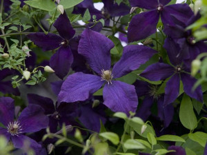 Clematis, POLISH SPIRIT
