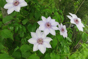 Clematis, Powojnik, BIAŁY