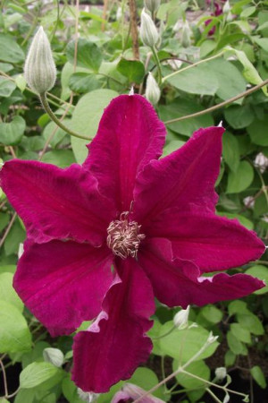 Clematis, Powojnik, BORDOWY