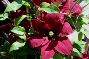 Clematis, Powojnik, CZERWONY