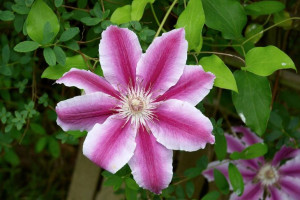 Clematis, Powojnik, DWUKOLOROWY