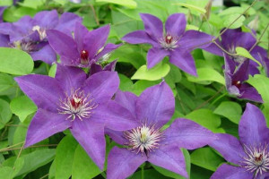 Clematis, Powojnik, NIEBIESKI