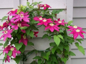Clematis, Powojnik, RÓŻOWY