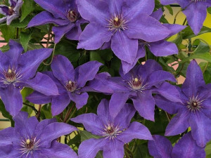Clematis, THE PRESIDENT