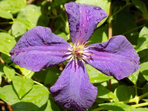 Clematis, VIOLA