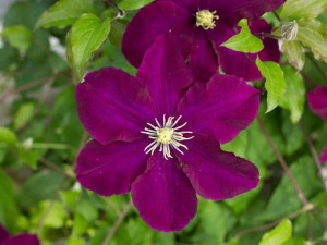 Clematis, WARSZAWSKA NIKE