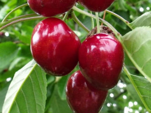 Czereśnia ,Prunus avium' karłowa SUMMIT