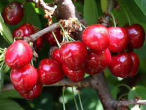 Czereśnia ,Prunus avium' karłowa VAN