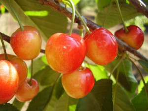 Czereśnia ,Prunus avium' karłowa VEGA