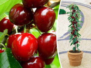 Czereśnia ,Prunus avium' MINI KORDIA