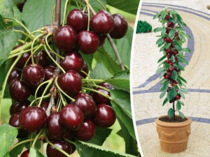 Czereśnia ,Prunus avium' MINI PRZYBRODZKA