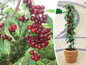 Czereśnia ,Prunus avium' MINI REGINA